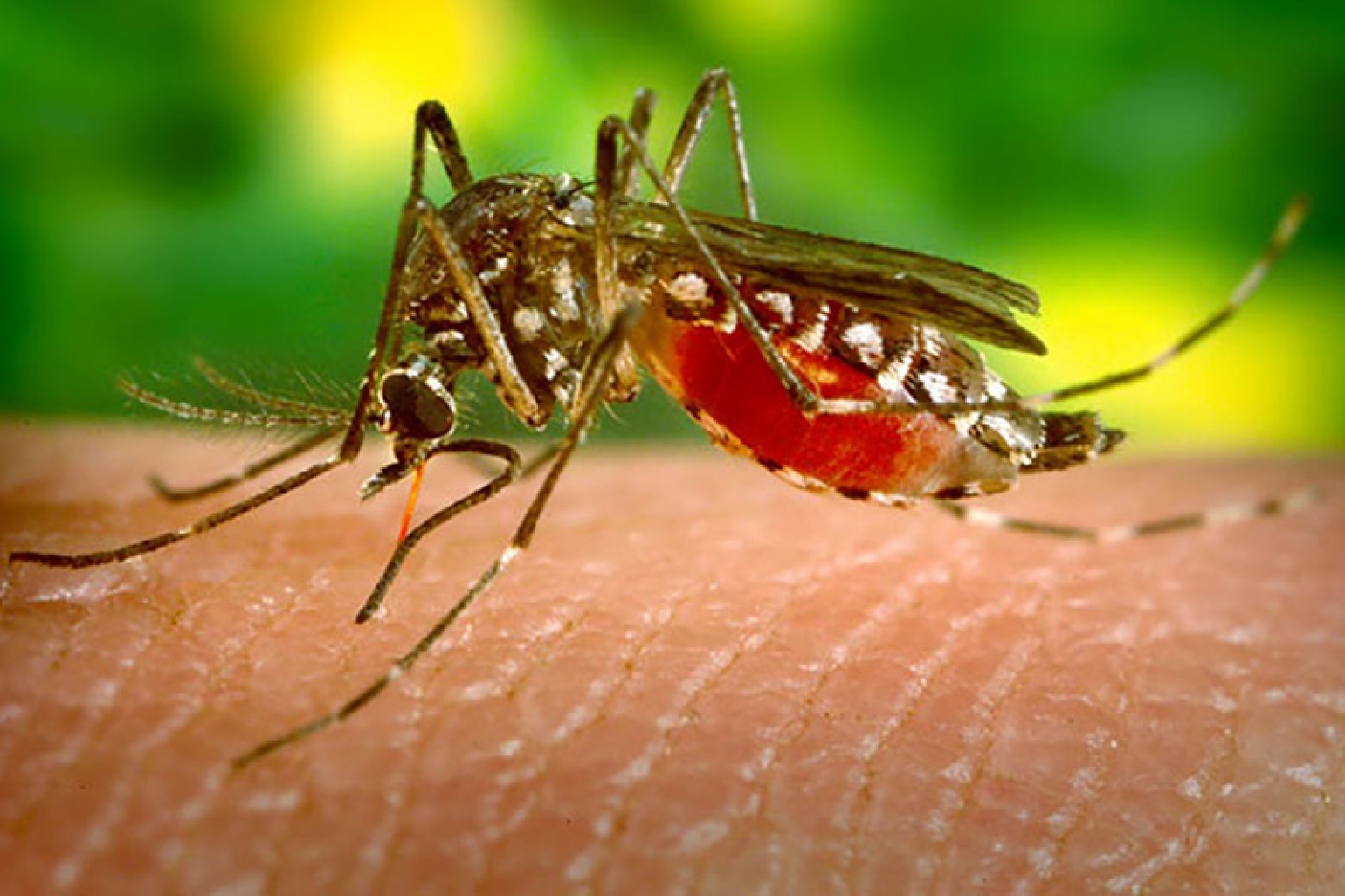 Presentan publicaciones de investigador UCH sobre virus del Zika y diabetes en IEEExplore